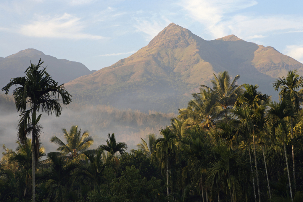 India, Kerala, Wayanad, Chembra Peak, view of mountain and palm trees in the foreground
