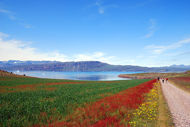 Maravilloso paisaje florido de Igaliku. Groenlandia