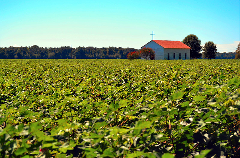 Ruta 61: Los campos de algodón salpican el paisaje del estado de Luisiana