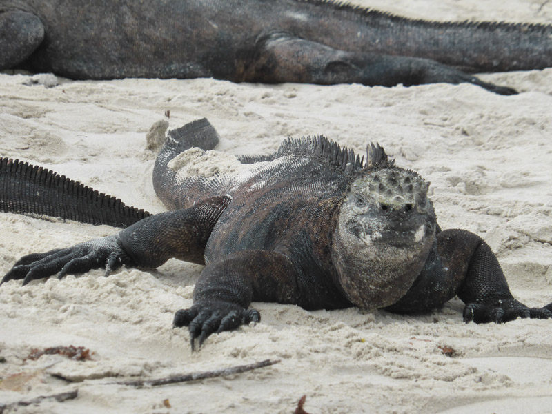 Iguana gigante en Tortuga Bay, Islas Galápagos