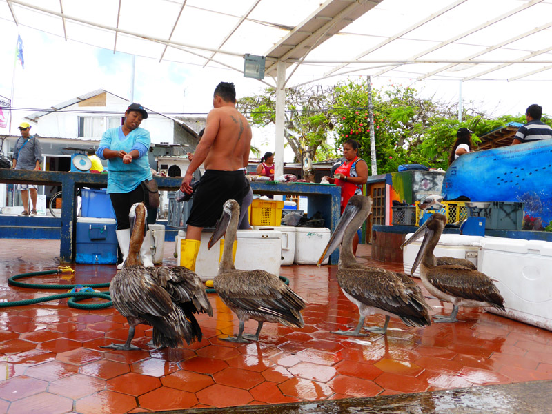 Pájaros esperando su comida junto a pescadores en Puerto Ayora