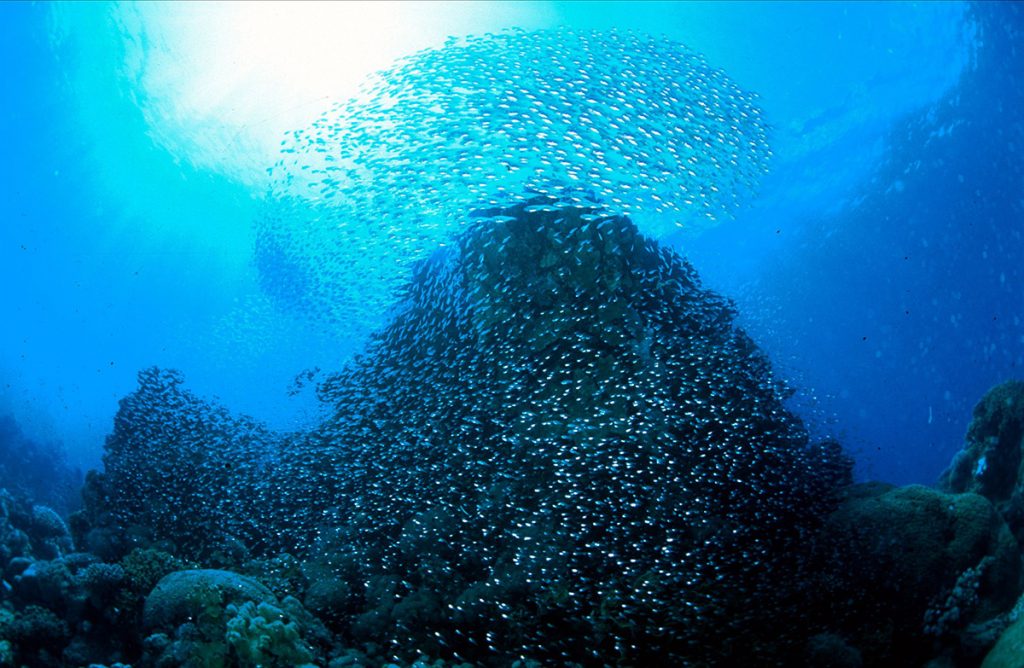 Egipto, banco de peces