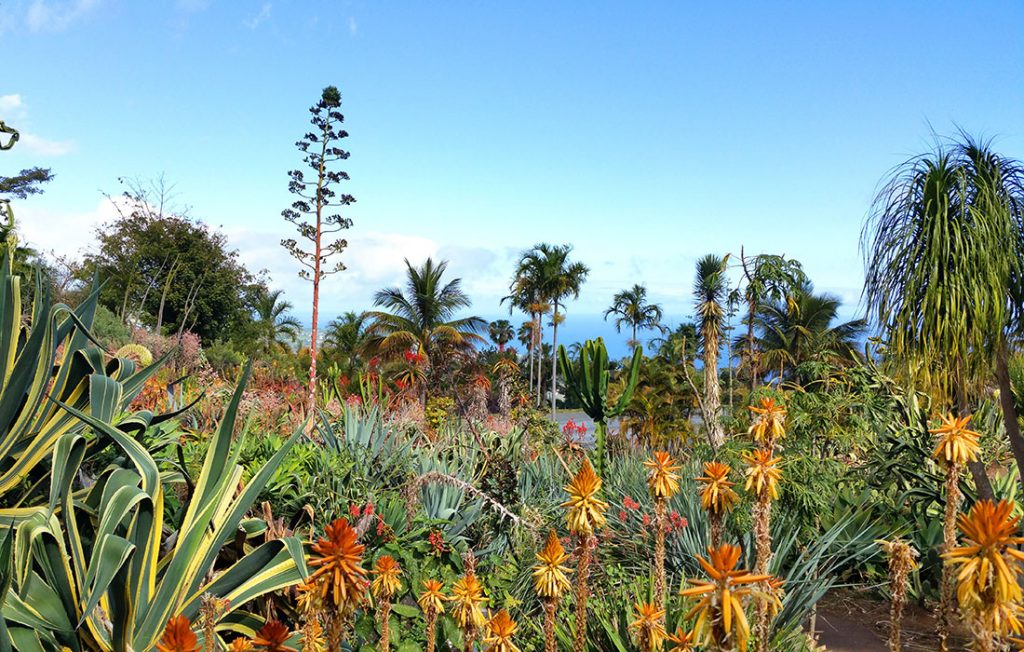 Viajar a Isla Reunión - Jardin Botanico de Mascarin