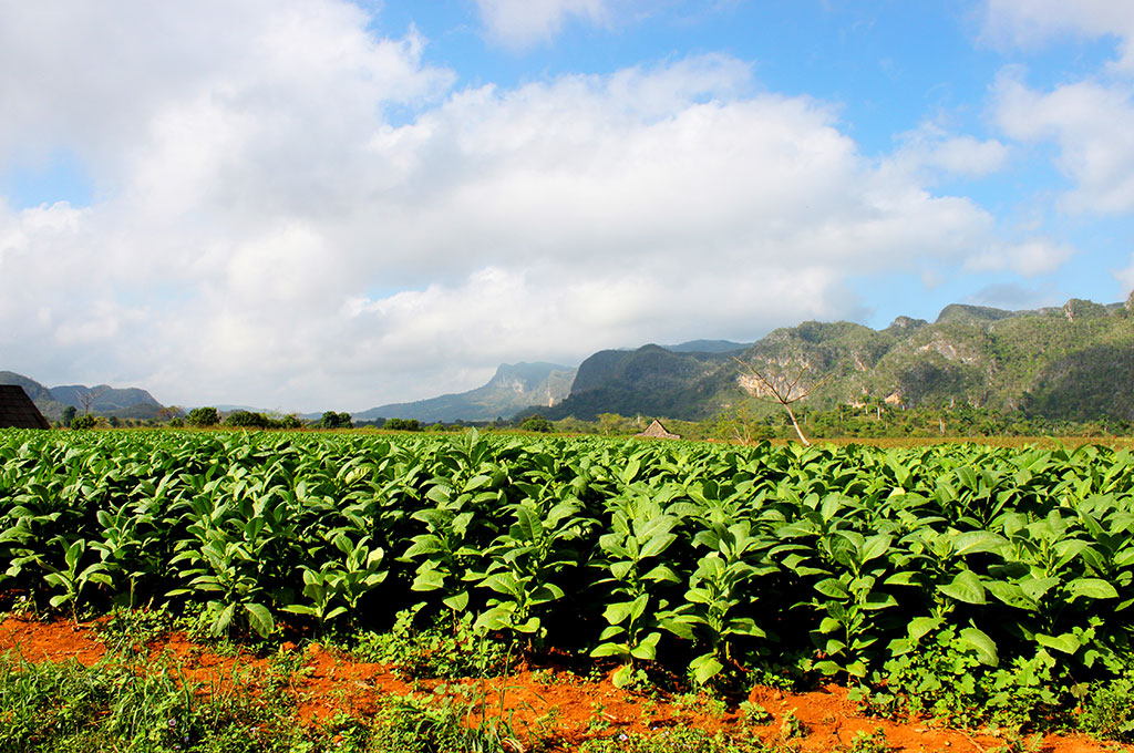 Viajar a Cuba. Plantaciones de tabaco en el valle de Viñales