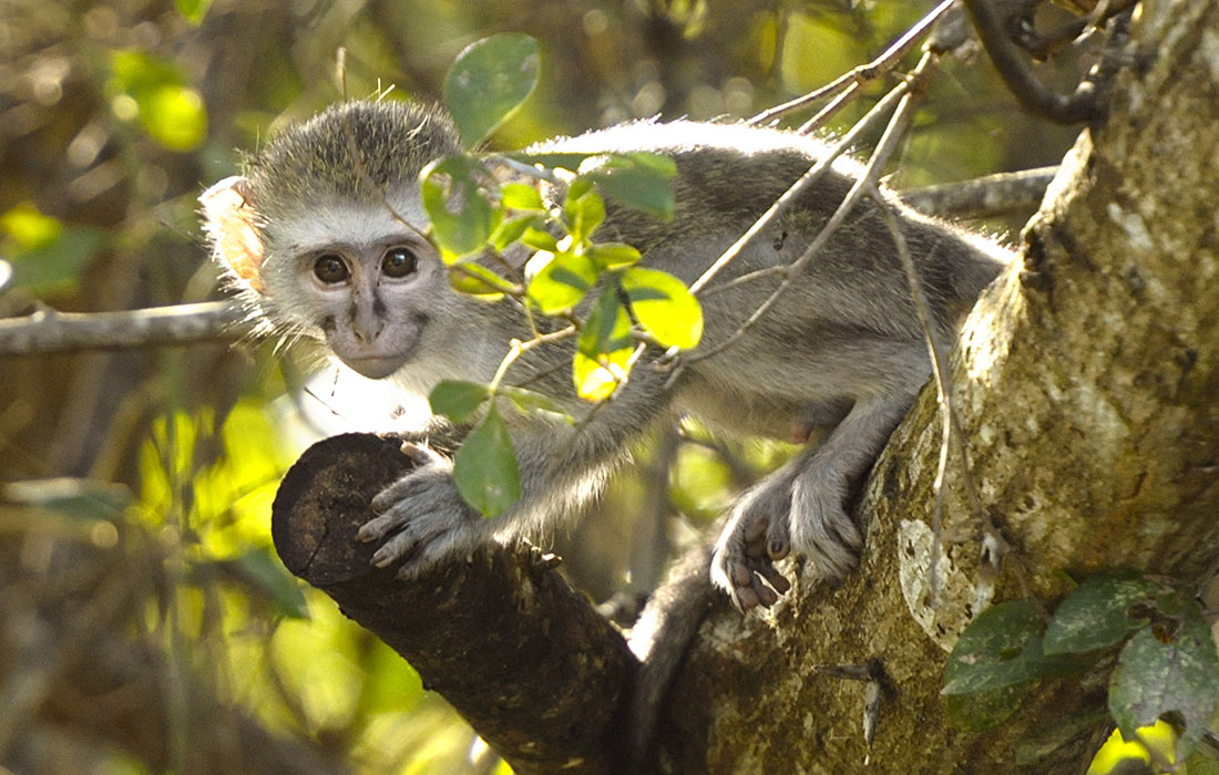 Mono Vervet, Parque de Humedales de iSimangaliso