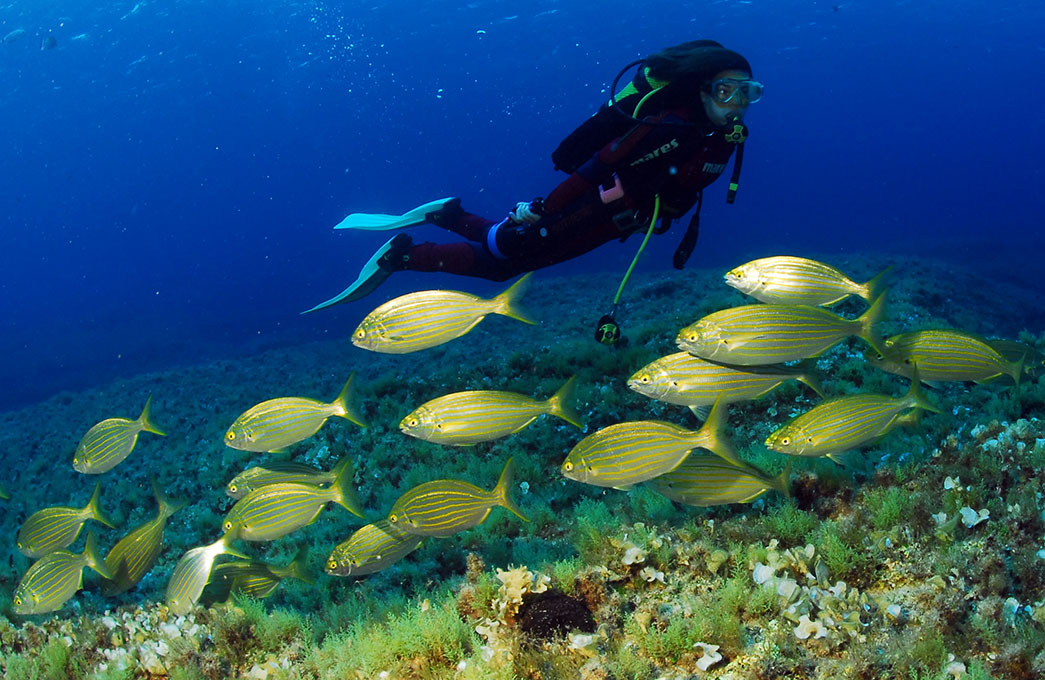 Submarisnimo en Formentera