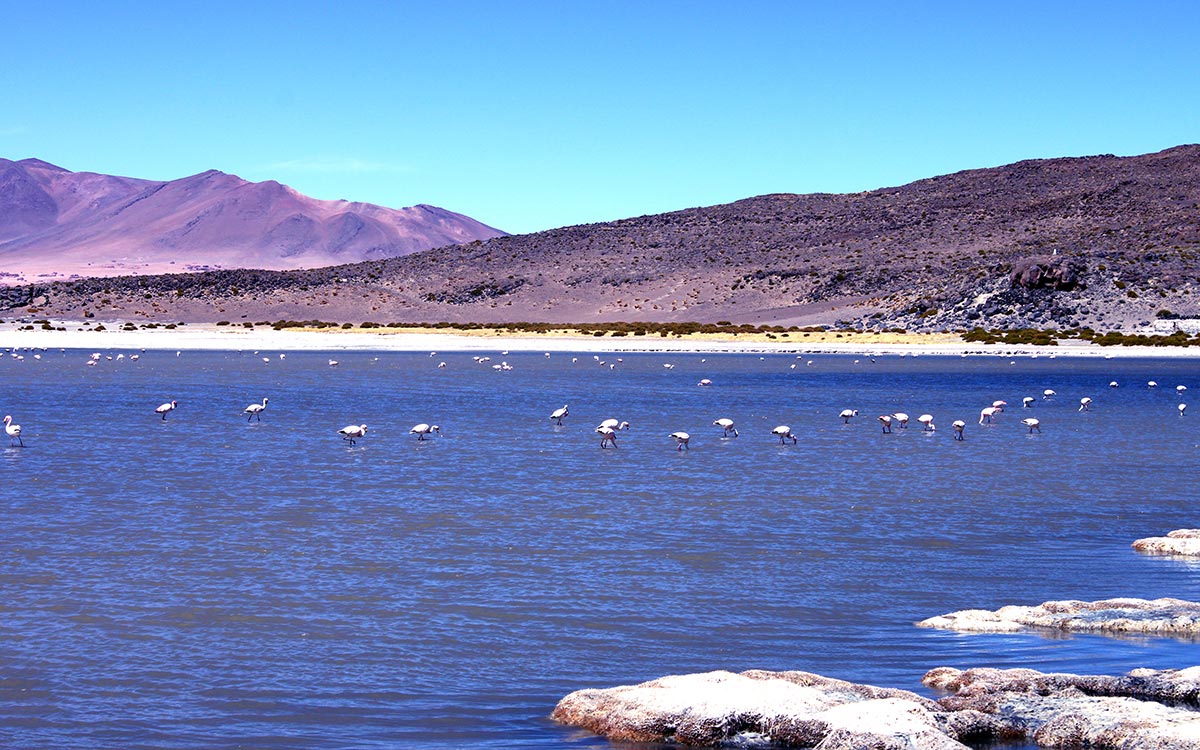 Flamencos en el Salar de Tara